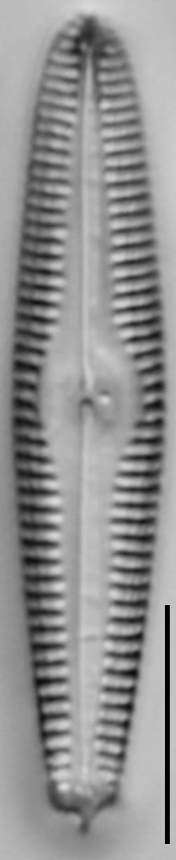 G Amerhombicum  B Isotype 20170301 05 Cl