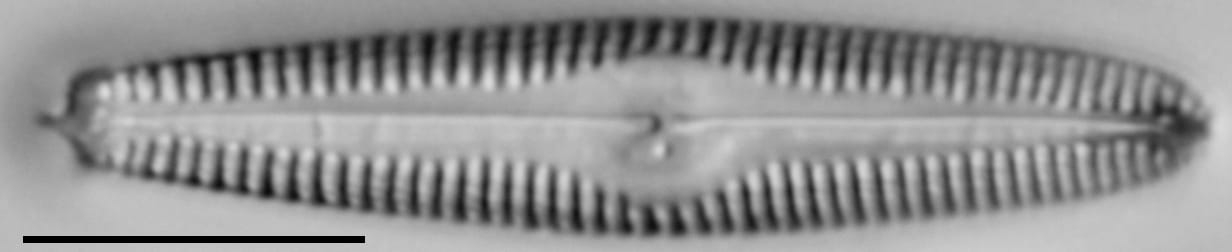 G Amerhombicum  B Isotype 20170301 05 Cl