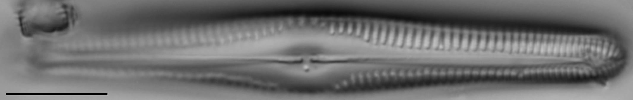 G Amerhombicum  B Isotype 20170301 06 Cl