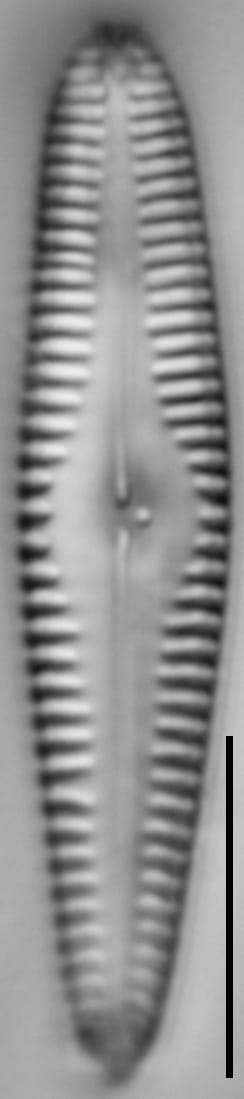 G Amerhombicum  B Isotype 20170301 09 Cl