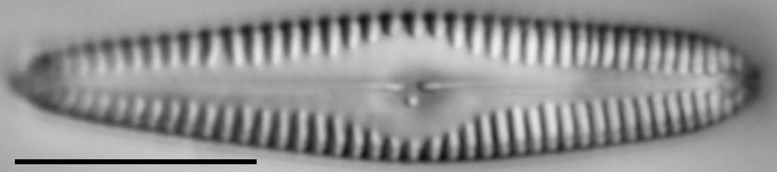 G Amerhombicum  B Isotype 20170301 09 Cl