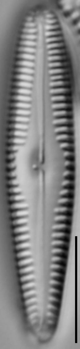 G Amerhombicum  B Isotype 20170301 14 Cl