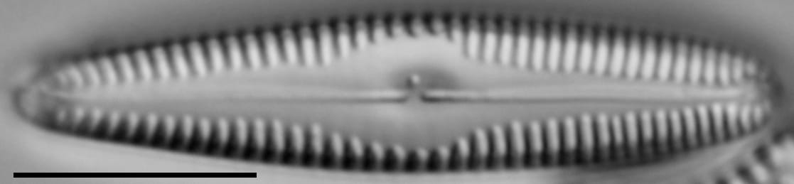 G Amerhombicum  B Isotype 20170301 14 Cl