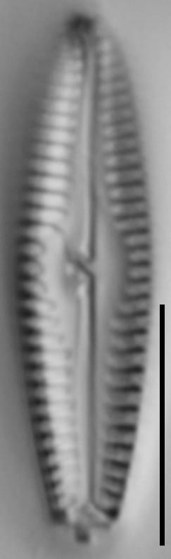 G Amerhombicum  B Isotype 20170301 21 Cl