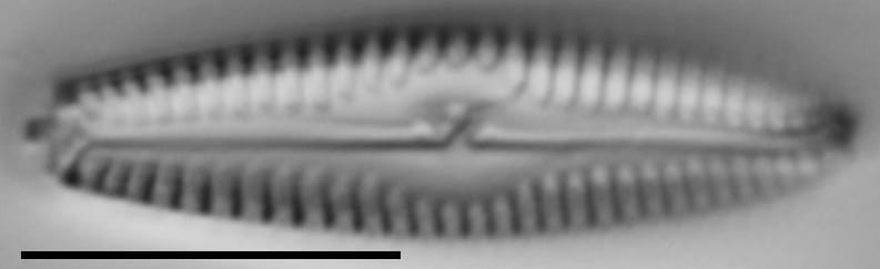G Amerhombicum  B Isotype 20170301 21 Cl