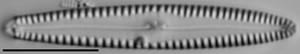 Gomphonema caperatum LM7