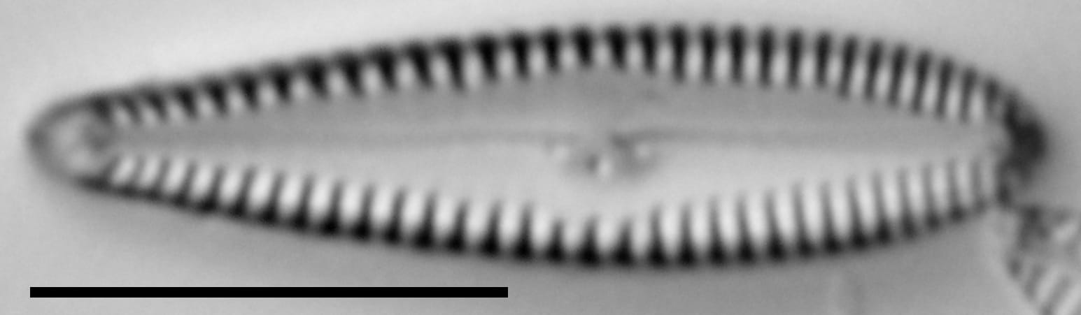 G Incog 15558A 08132015 42 Cl