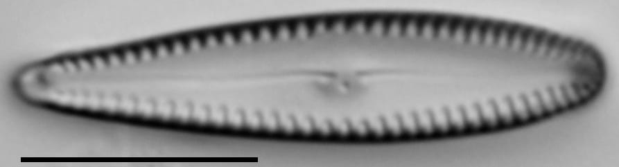 G Incog 15576A 08142015 20 Cl