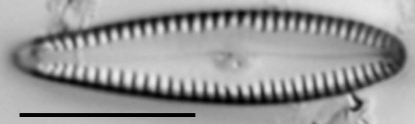 G Incog 15576A 08142015 21 Cl