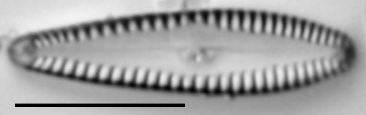 G Incog 15576A 08142015 29 Cl