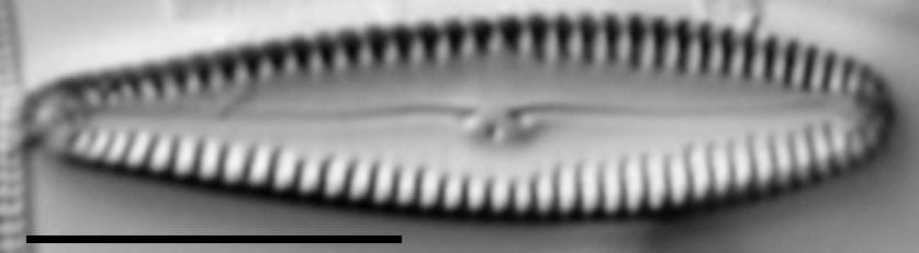 G Incog 15576A 08142015 37 Cl