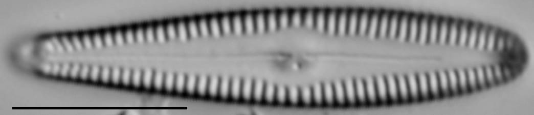 G Incog 15620A 10132015 12 Cl