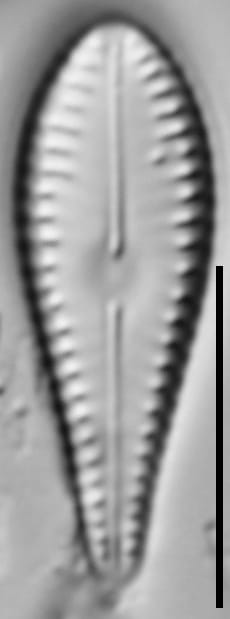 G Lingulatiformis 15540A 09172015 30 Cl