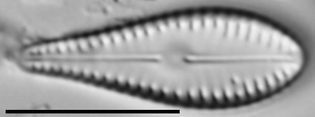 G Lingulatiformis 15540A 09172015 30 Cl