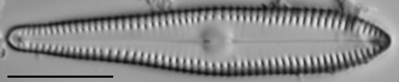 G Lingulatiformis 15588A 08172015 16 Cl