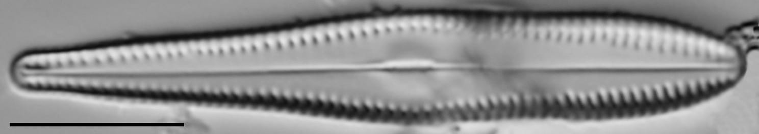 G Lingulatiformis 15588A 08172015 17 Cl