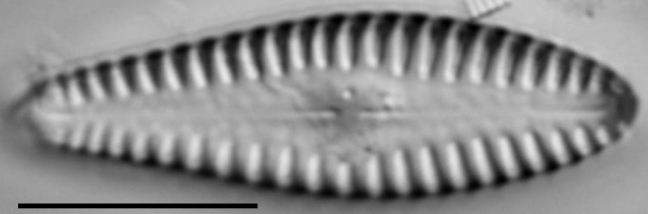 G Reimeri 15612C 03232016 05 Cl