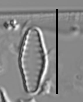 Geocollegarum specimen3 ASRC3801