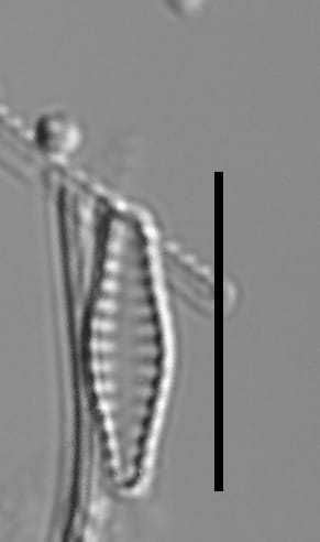 Geocollegarum specimen4 ASRC3801