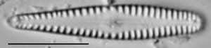 Gomphonema sierranum LM1