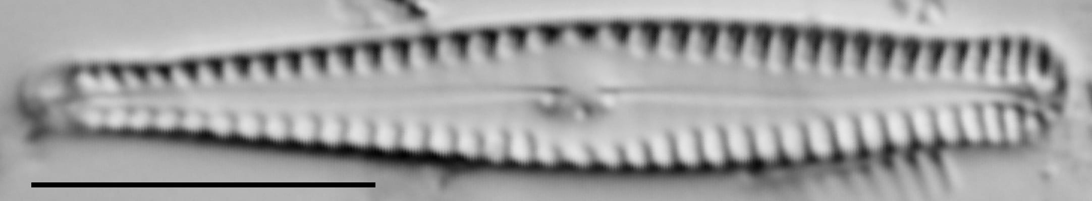 Gomphonema sierranum LM2