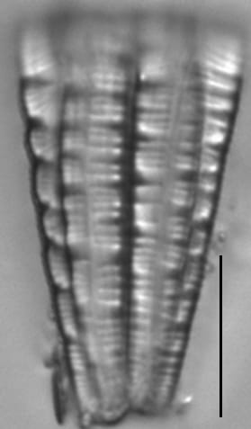 Gurtle View Sample 33 Edit