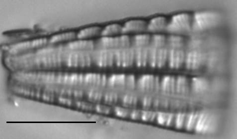 Gurtle View Sample 33 Edit