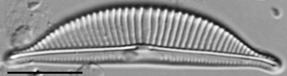 Halamphora latecostata LM1