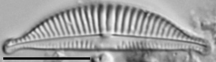 Halamphora latecostata LM2