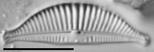 Halamphora latecostata LM3