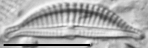 Halamphora latecostata LM4