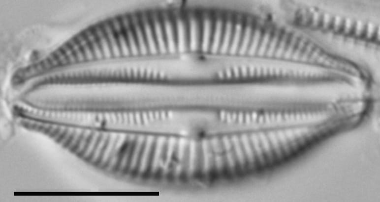 Halamphora latecostata LM7