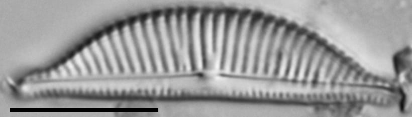 Halamphora latecostata LM5