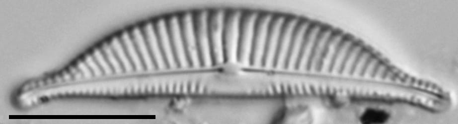 Halamphora latecostata LM6