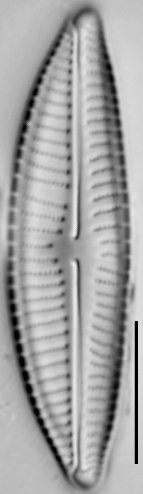 Encyonema hebridicum LM5