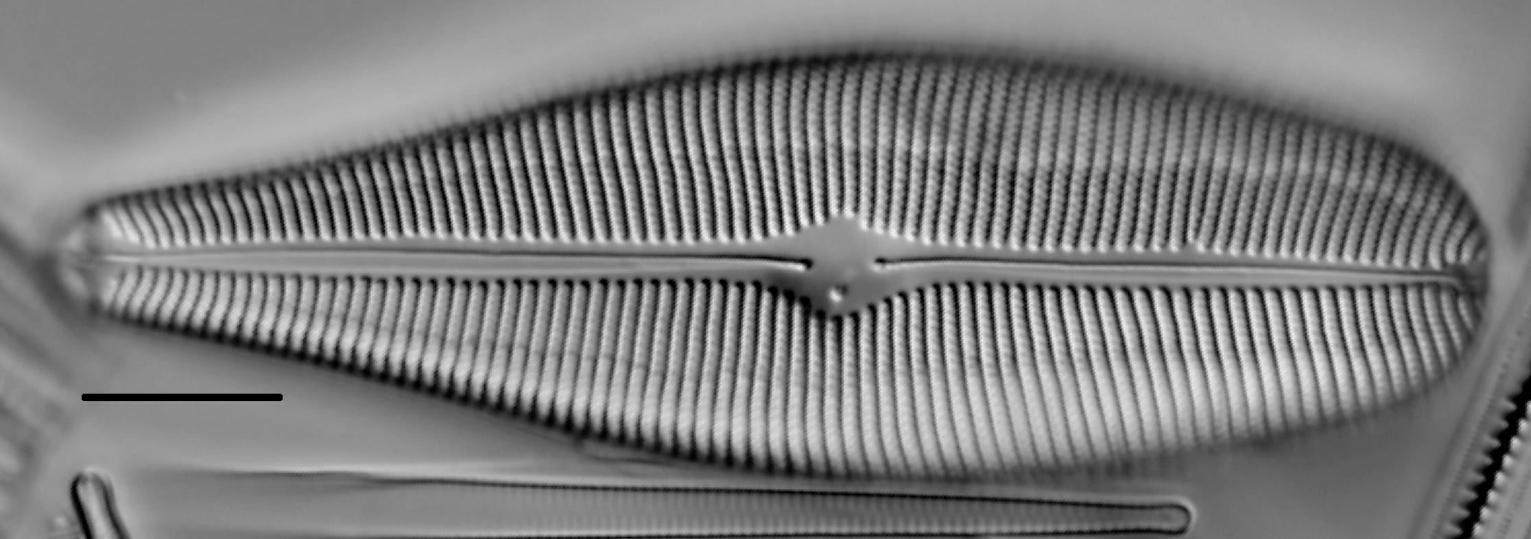 Gomphoneis herculeana LM3