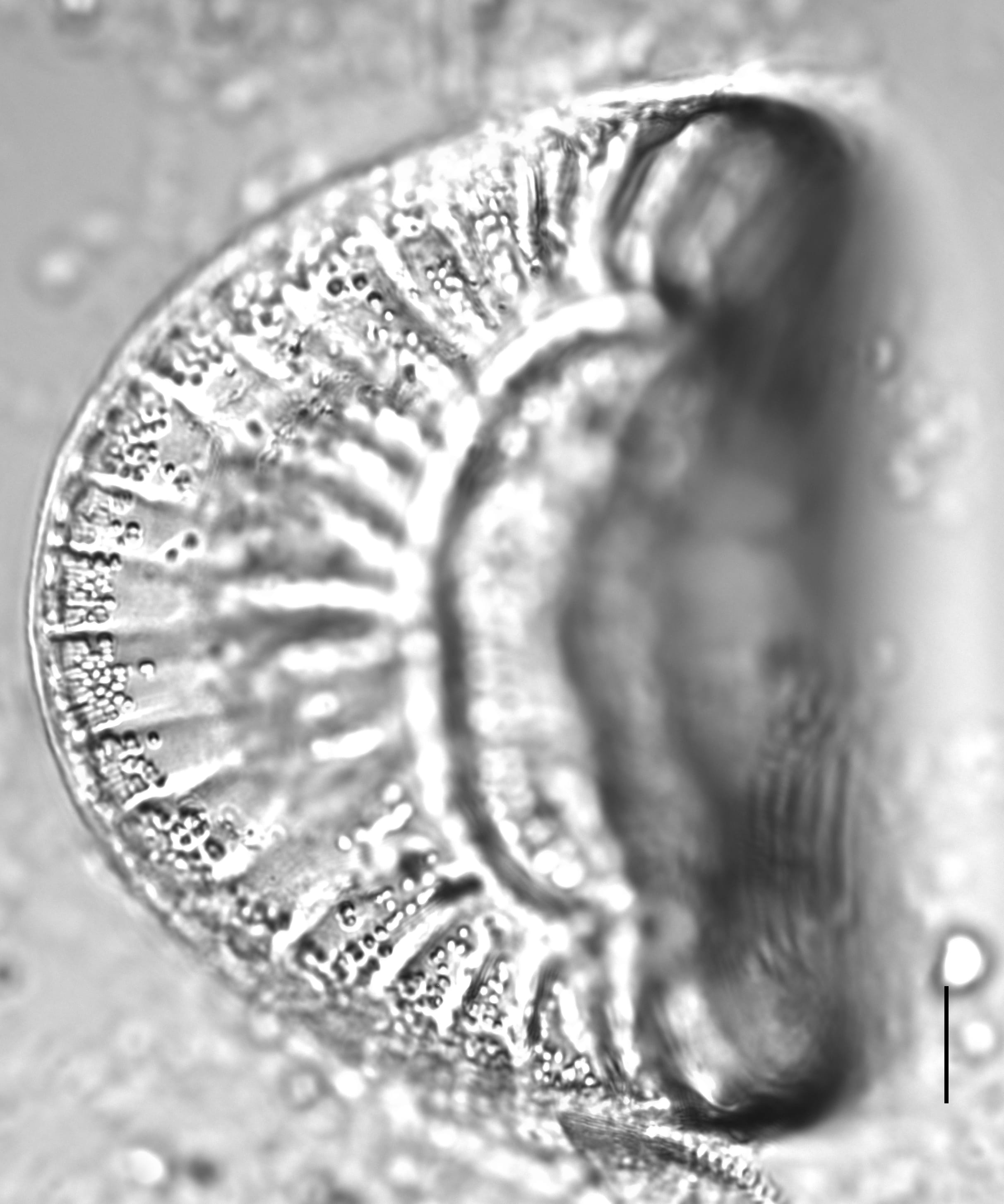 Campylodiscus clypeus_LM2