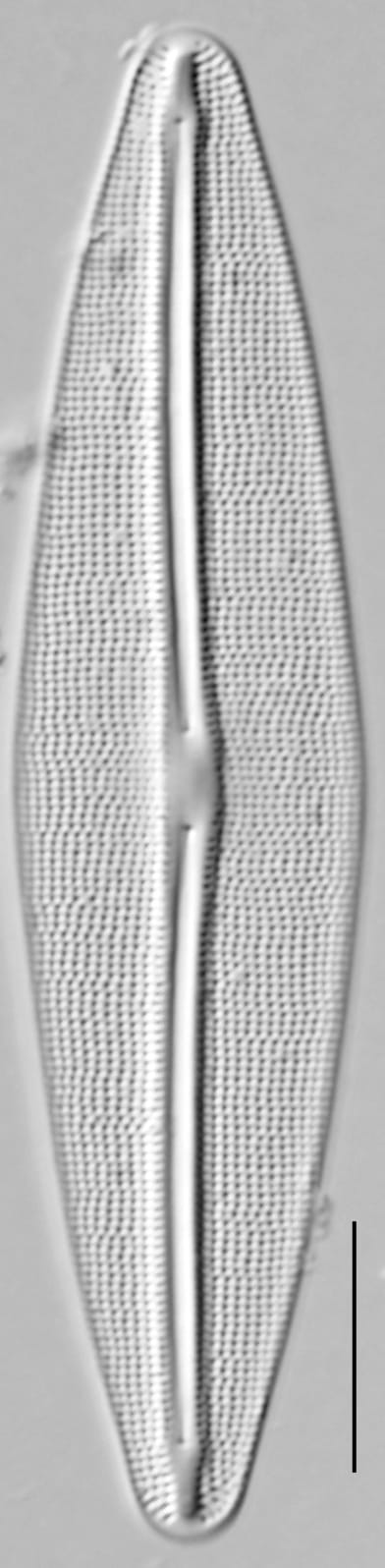 Frustulia incluta LM4