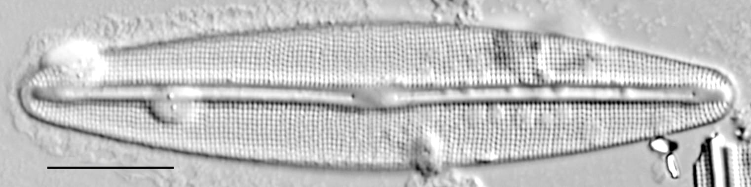 Frustulia incluta LM5