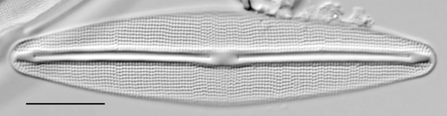 Frustulia incluta LM6