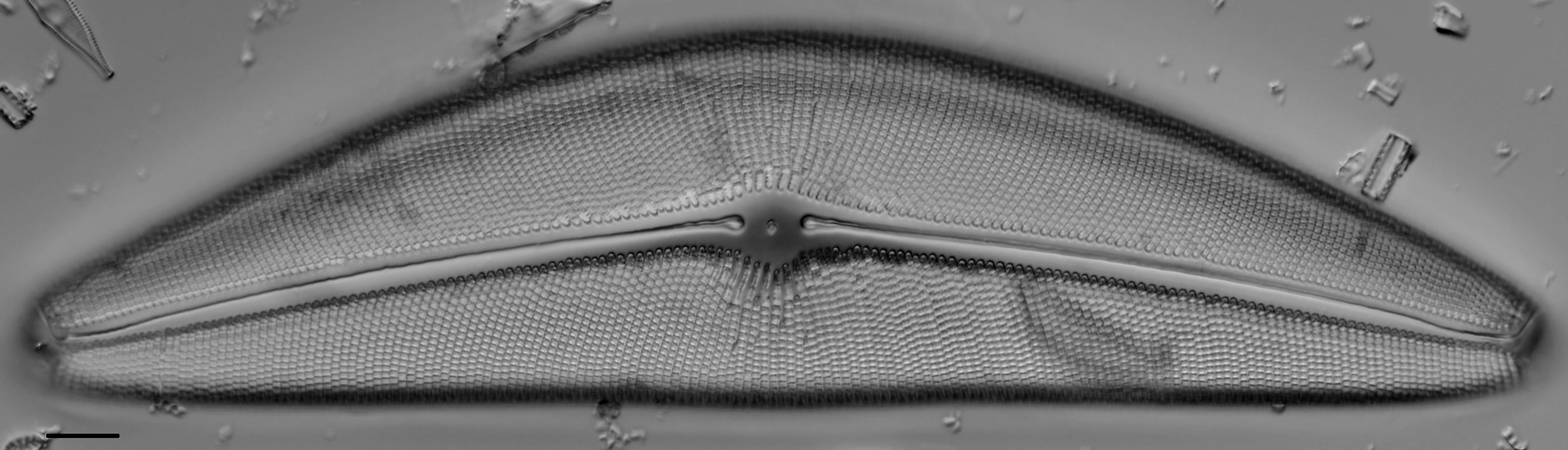 Cymbella janischii LM2