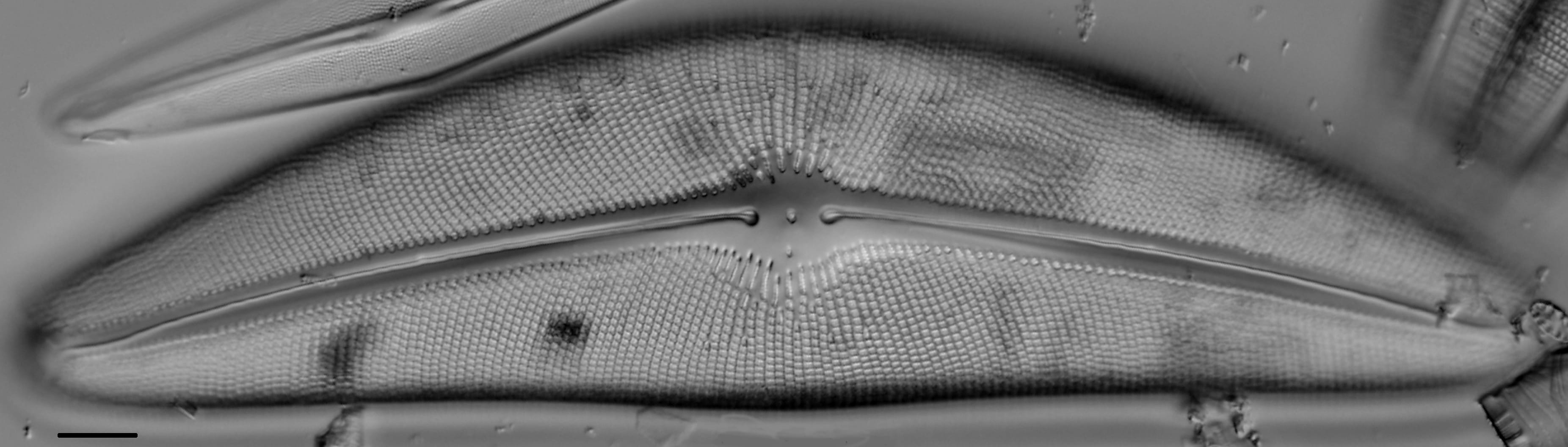 Cymbella janischii LM1