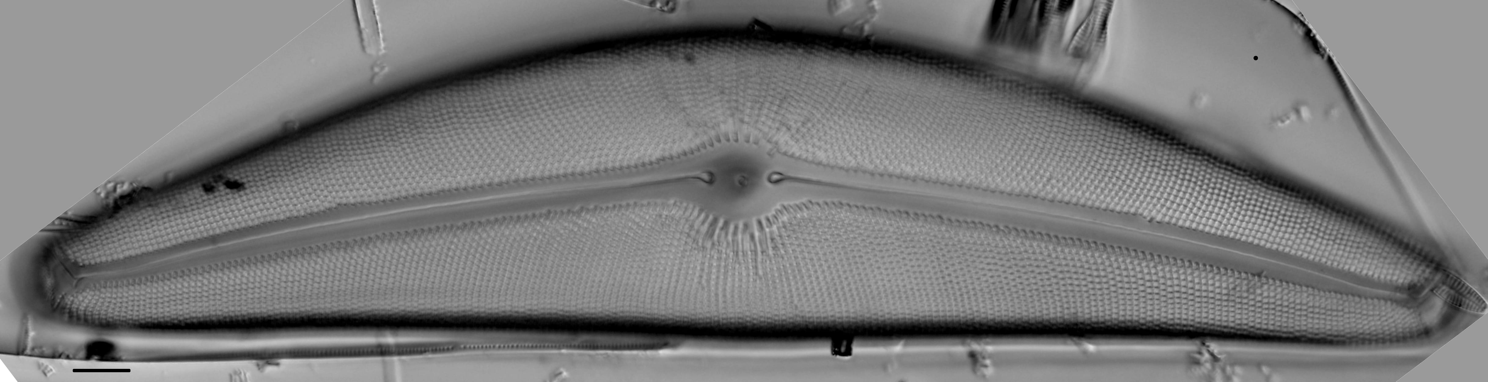 Cymbella janischii LM3