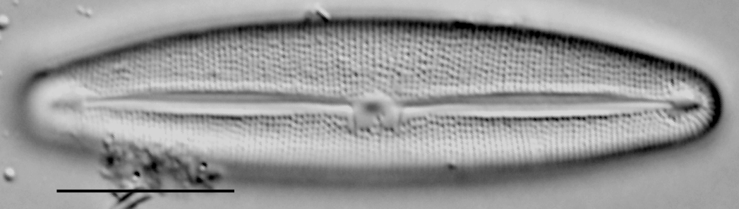 Frustulia latita LM3