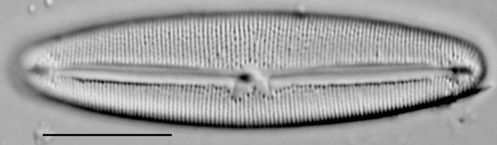 Frustulia latita LM3