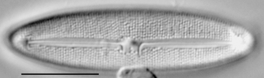 Frustulia latita LM5
