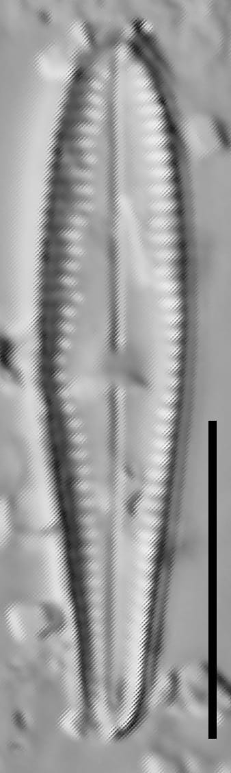 Lingulateformis 112435B 003 1