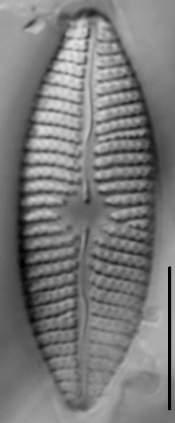 Mastogloia grevillei LM3