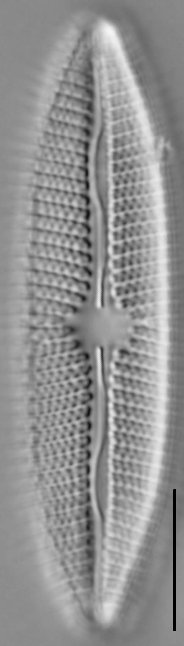 Mastogloia grevillei LM5