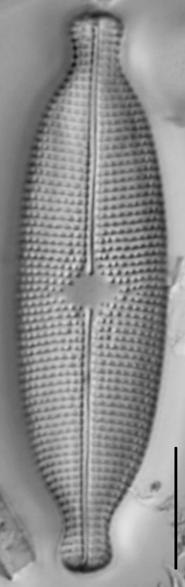 Mastogloia albertii LM4